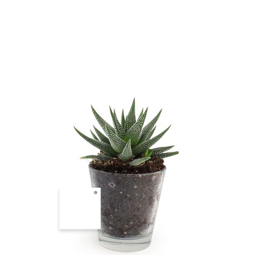 Plante vase