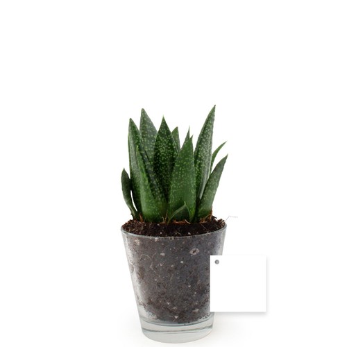 Plante vase