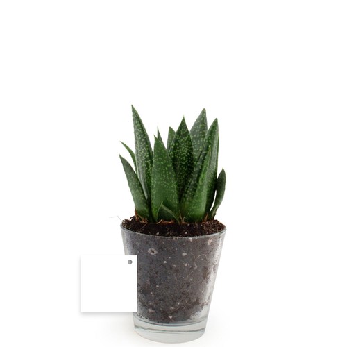 Plante vase
