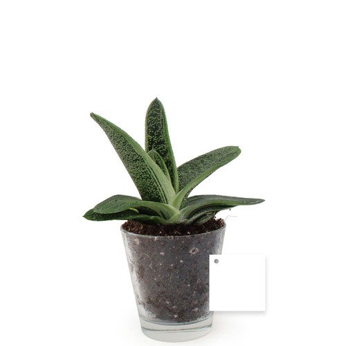 Plante vase