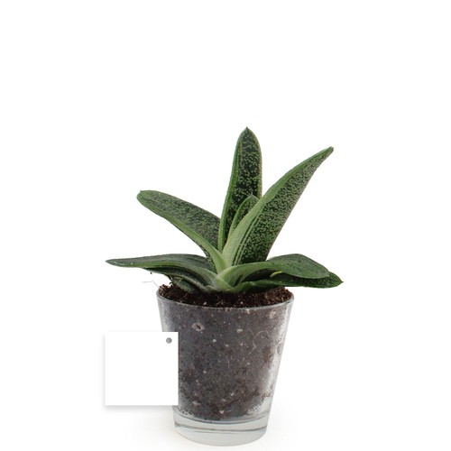 Plante vase