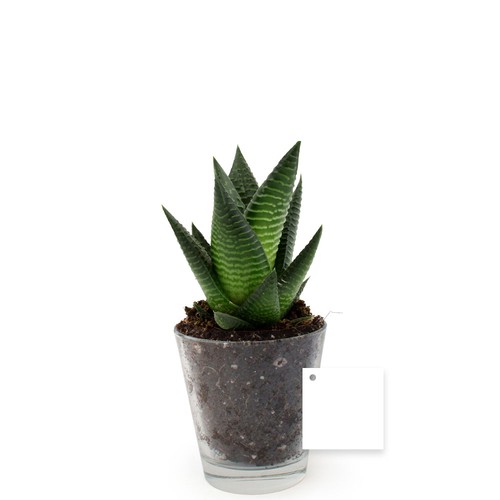 Plante vase