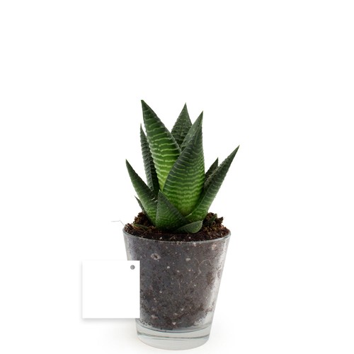 Plante vase