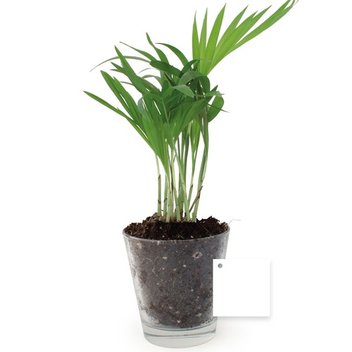 Plante vase
