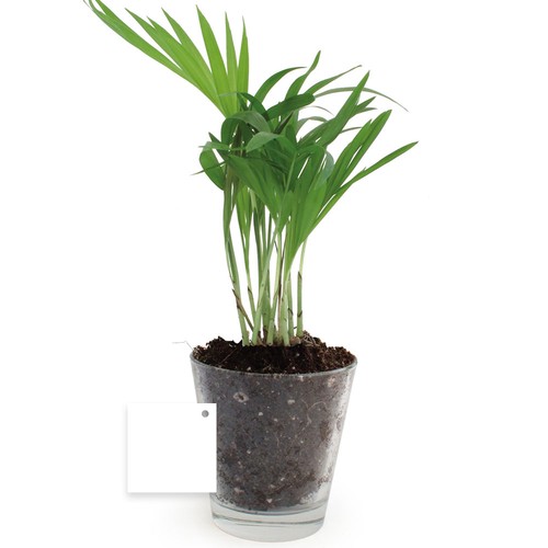 Plante vase