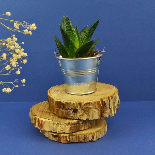 Plante pot zinc Ø7 cm