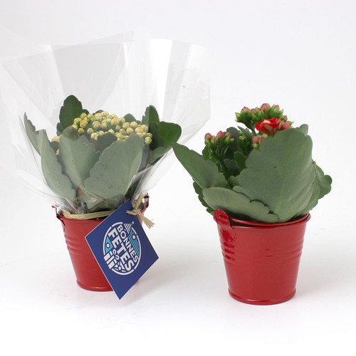 Plante pot zinc Ø7 cm