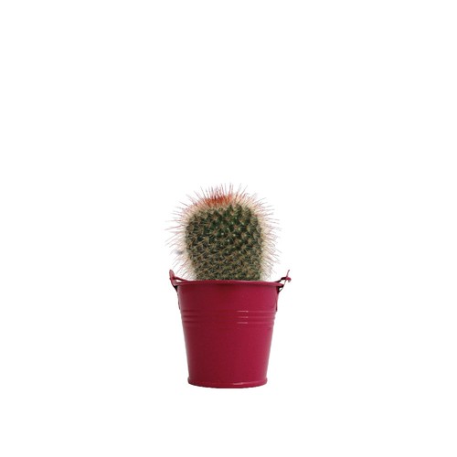 Plante pot zinc Ø7 cm