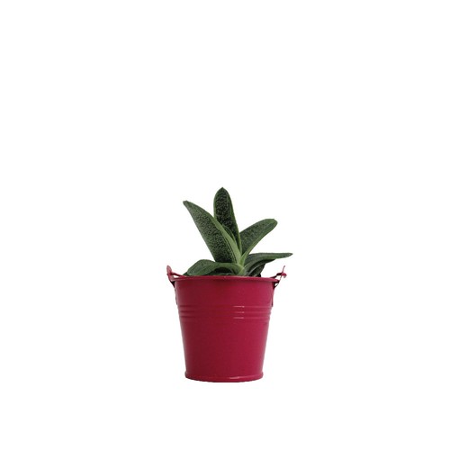 Plante pot zinc Ø7 cm
