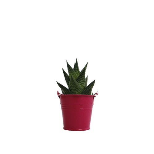 Plante pot zinc Ø7 cm