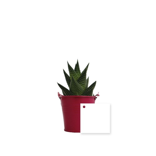 Plante pot zinc Ø7 cm