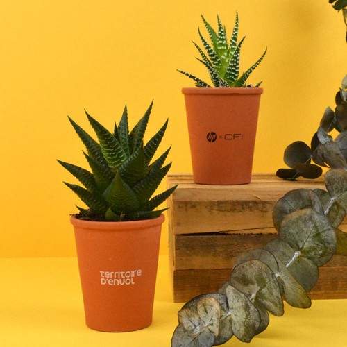 Plante pot terre cuite Ø7 cm - 2