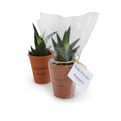 Plante pot terre cuite Ø7 cm - 3