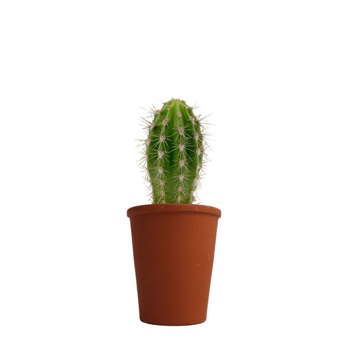 Plante pot terre cuite Ø7 cm
