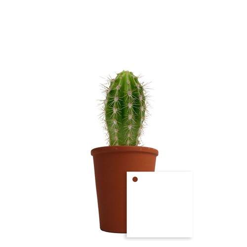 Plante pot terre cuite Ø7 cm