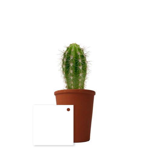 Plante pot terre cuite Ø7 cm