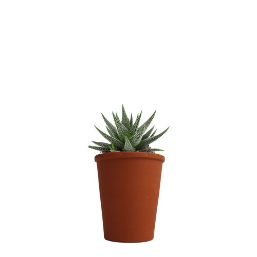Plante pot terre cuite Ø7 cm