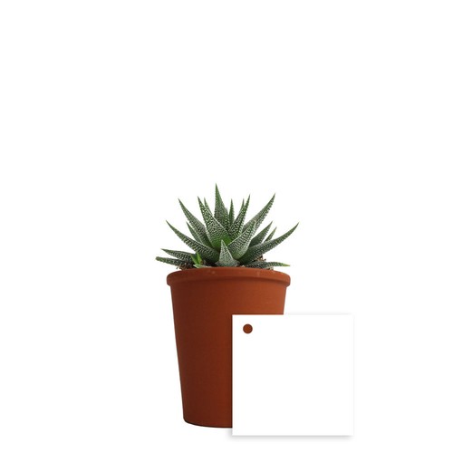 Plante pot terre cuite Ø7 cm