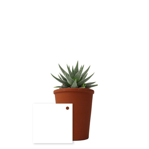Plante pot terre cuite Ø7 cm