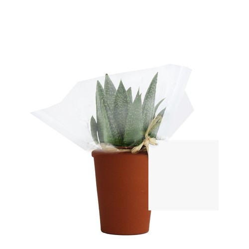 Plante pot terre cuite Ø7 cm