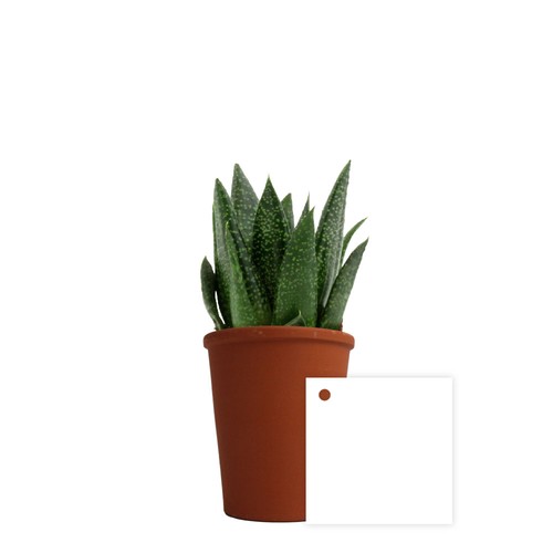 Plante pot terre cuite Ø7 cm