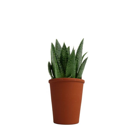 Plante pot terre cuite Ø7 cm