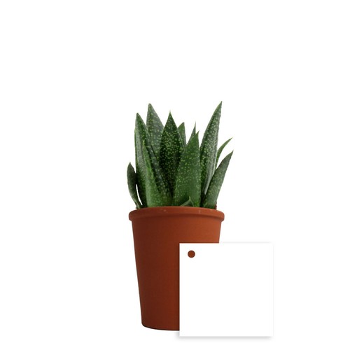 Plante pot terre cuite Ø7 cm