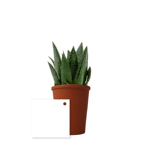 Plante pot terre cuite Ø7 cm