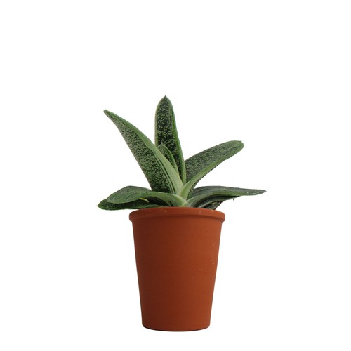 Plante pot terre cuite Ø7 cm