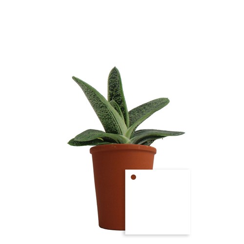 Plante pot terre cuite Ø7 cm