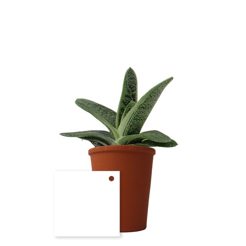 Plante pot terre cuite Ø7 cm