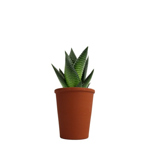 Plante pot terre cuite Ø7 cm