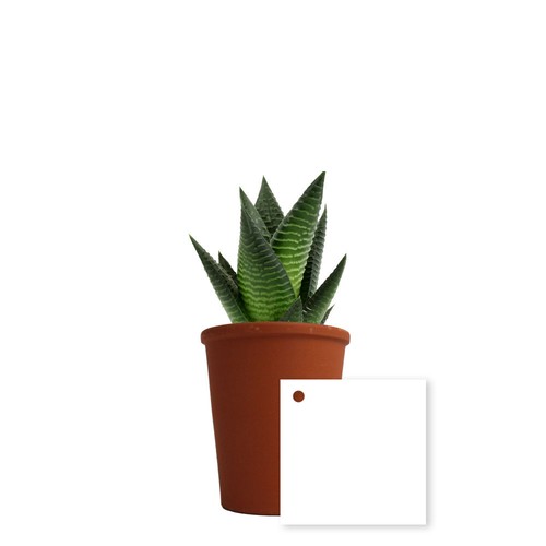 Plante pot terre cuite Ø7 cm