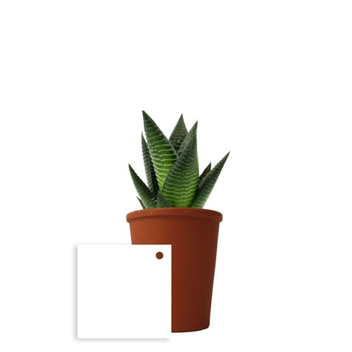 Plante pot terre cuite Ø7 cm