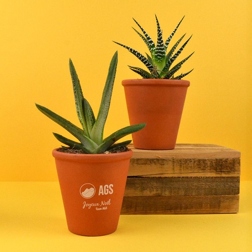 Plante pot terre cuite Ø10 cm - 2