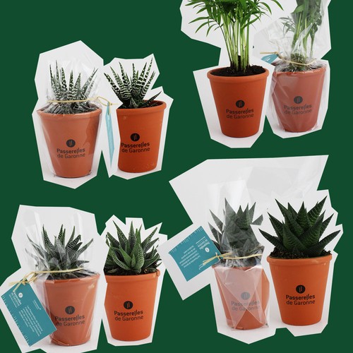 Plante pot terre cuite Ø10 cm - 3