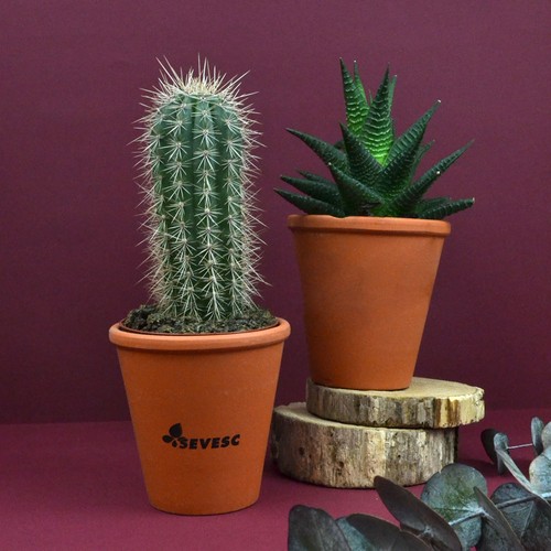 Plante pot terre cuite Ø10 cm