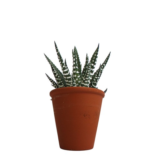 Plante pot terre cuite Ø10 cm