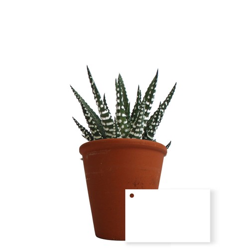 Plante pot terre cuite Ø10 cm