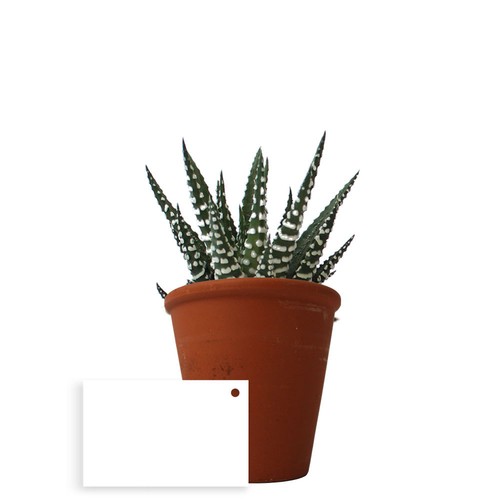 Plante pot terre cuite Ø10 cm