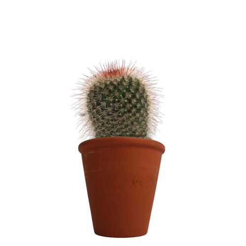 Plante pot terre cuite Ø10 cm