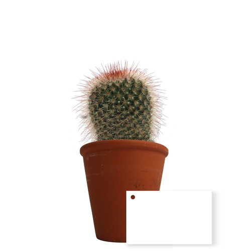 Plante pot terre cuite Ø10 cm