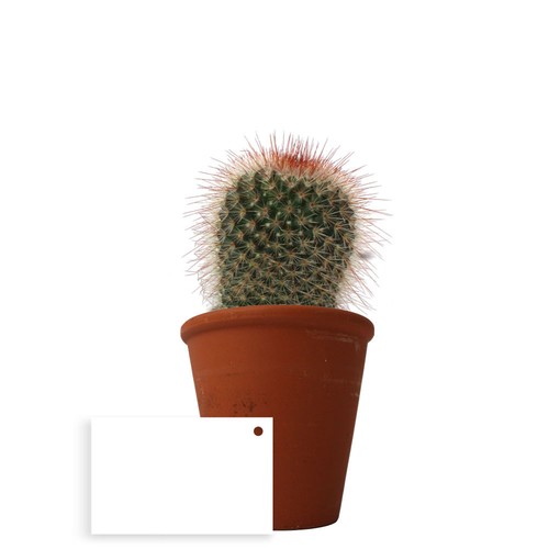 Plante pot terre cuite Ø10 cm