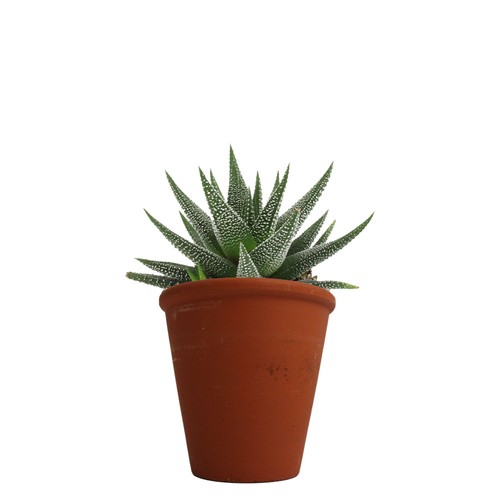 Plante pot terre cuite Ø10 cm