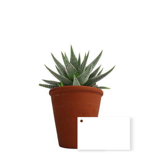 Plante pot terre cuite Ø10 cm