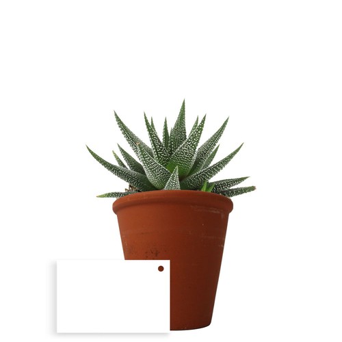 Plante pot terre cuite Ø10 cm