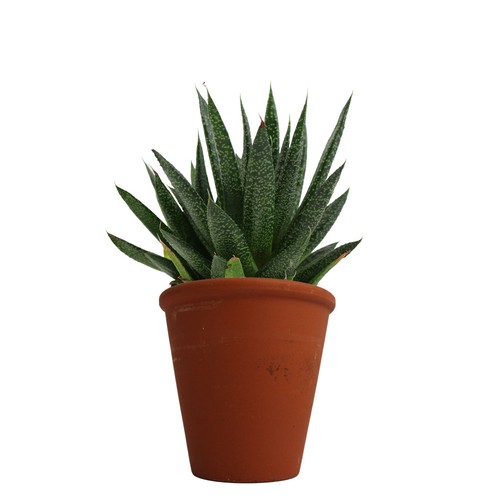 Plante pot terre cuite Ø10 cm