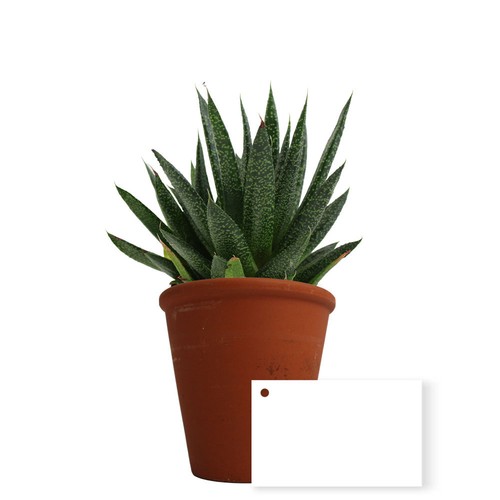 Plante pot terre cuite Ø10 cm