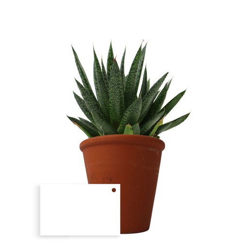Plante pot terre cuite Ø10 cm