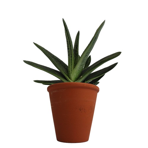Plante pot terre cuite Ø10 cm